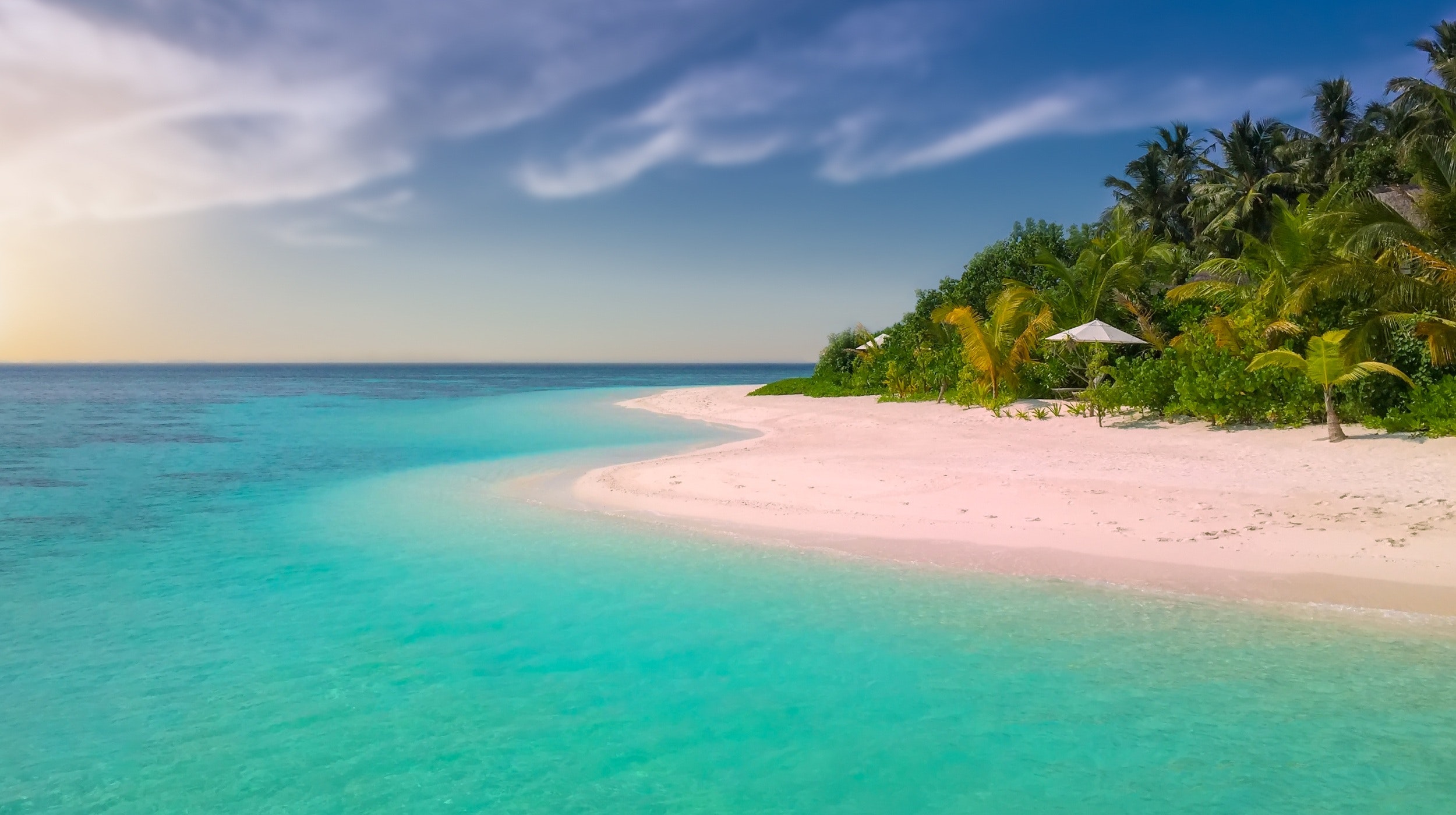 beach-coast-coconut-trees-221471